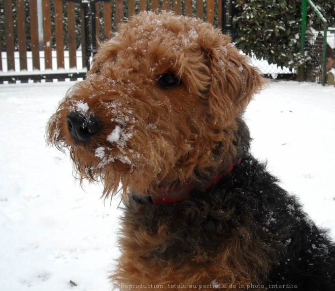 Photo d'Airedale terrier