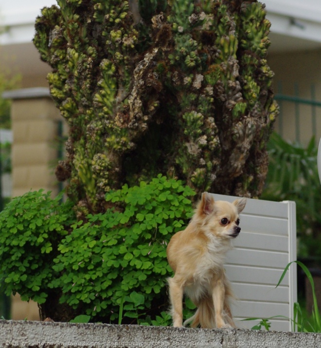 Photo de Chihuahua  poil long