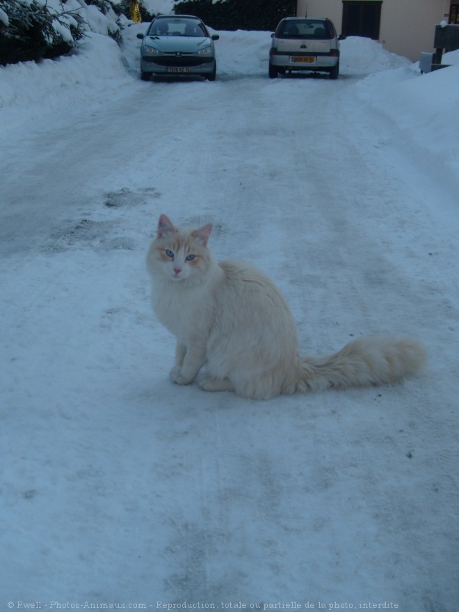 Photo de Chat domestique