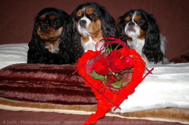 Photo de Cavalier king charles spaniel