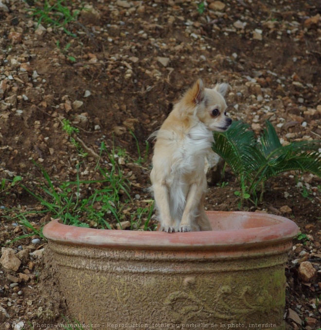 Photo de Chihuahua  poil long