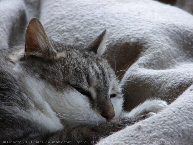 Photo de Chat domestique