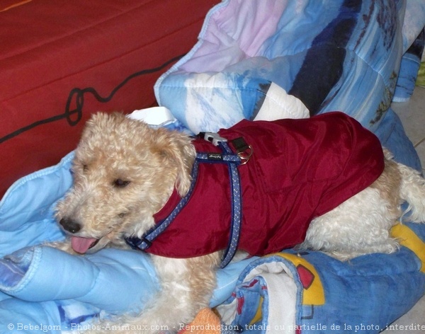 Photo de Fox terrier  poil dur