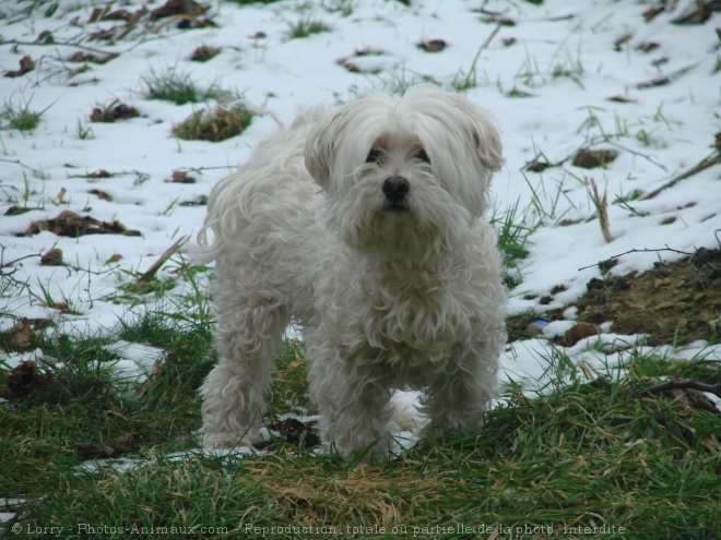 Photo de Bichon maltais