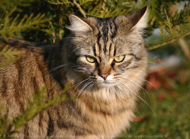 Photo de Chat domestique