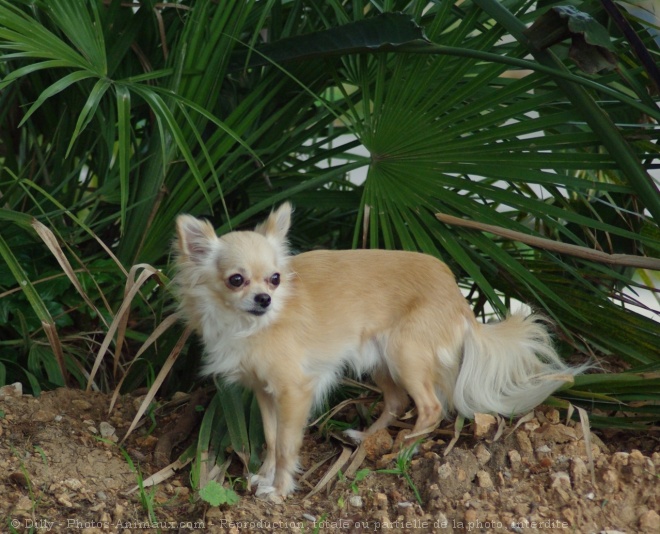 Photo de Chihuahua  poil long