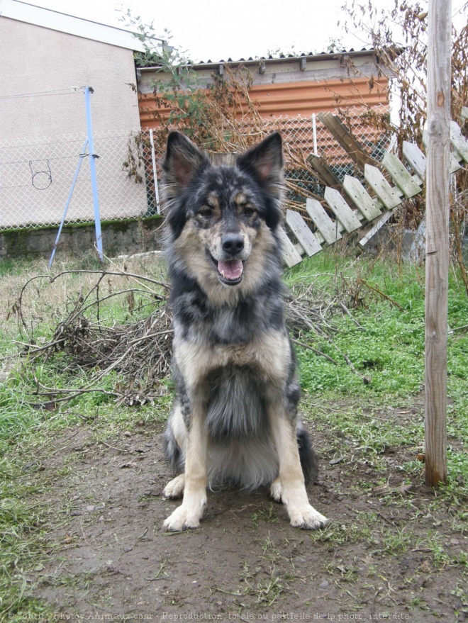 Photo de Border collie