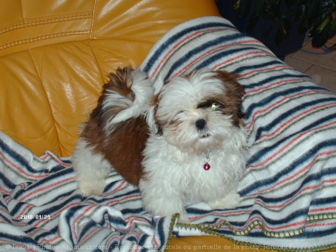 Photo de Shih tzu