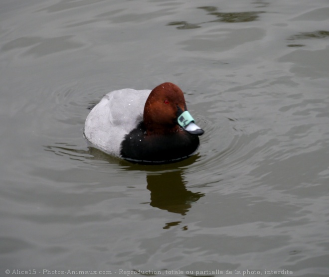 Photo de Canard - fuligule milouin