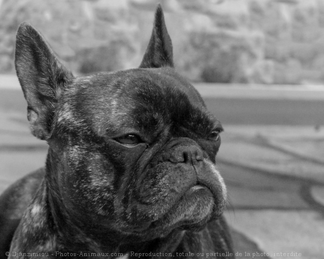 Photo de Bouledogue franais