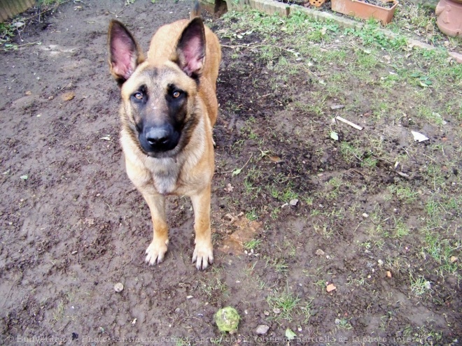 Photo de Berger belge malinois