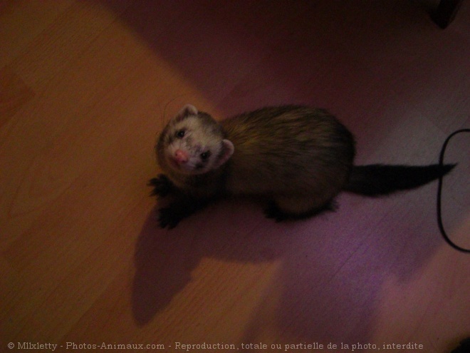 Photo de Furet