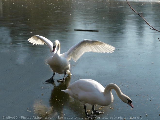 Photo de Cygne