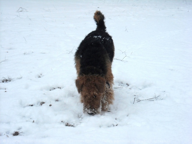 Photo d'Airedale terrier