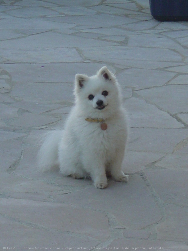 Photo de Spitz moyen