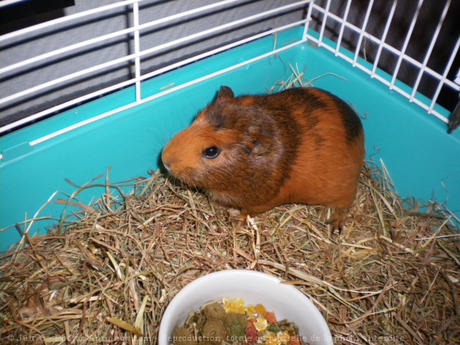 Photo de Cochon d'inde - agouti