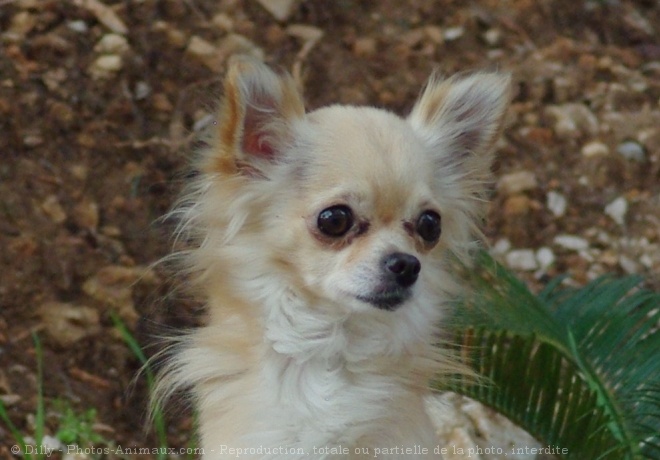 Photo de Chihuahua  poil long