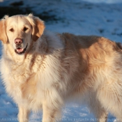 Photo de Golden retriever