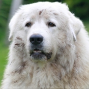 Fond d'cran avec photo de Chien de montagne des pyrnes