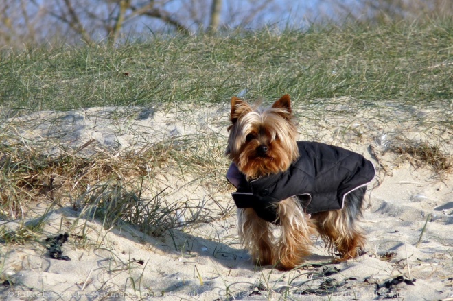 Photo de Yorkshire terrier