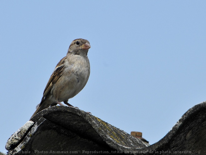 Photo de Moineau