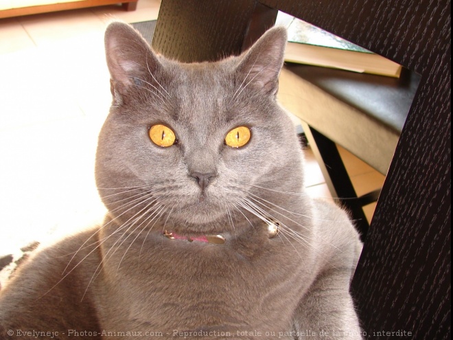 Photo de Chartreux