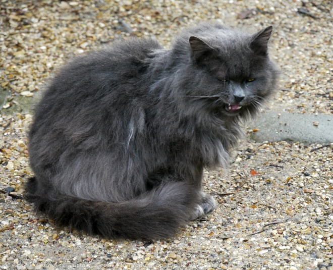 Photo de Chat domestique