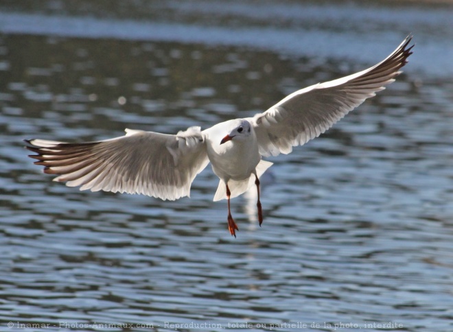 Photo de Mouette