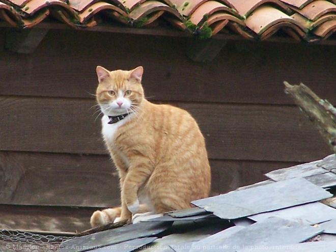 Photo de Chat domestique