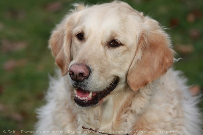 Photo de Golden retriever