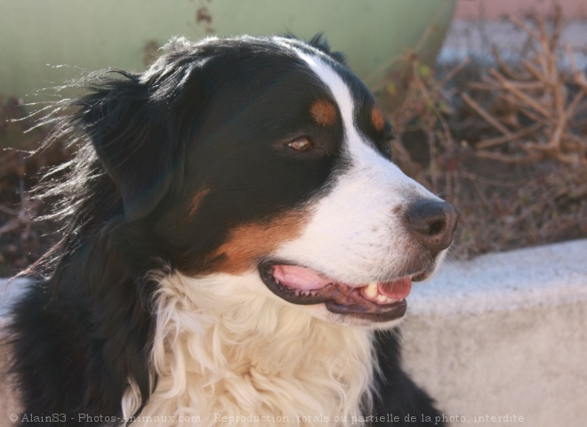 Photo de Bouvier bernois