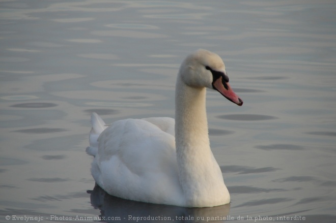 Photo de Cygne