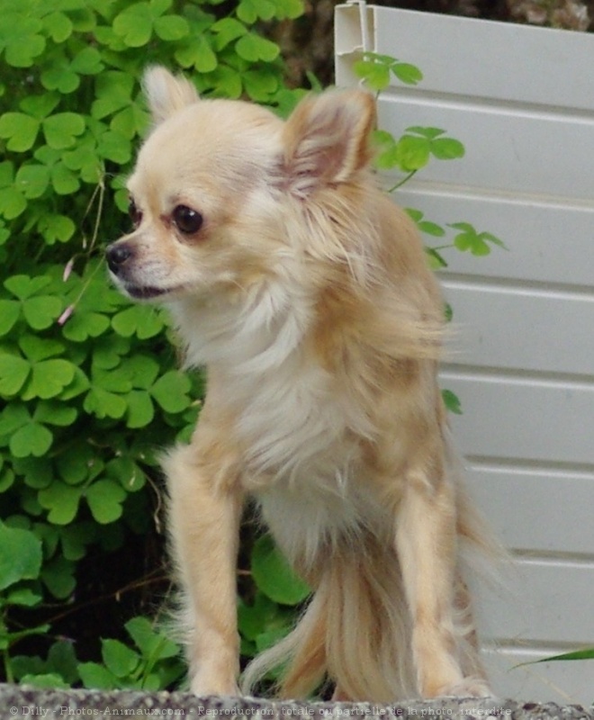 Photo de Chihuahua  poil long