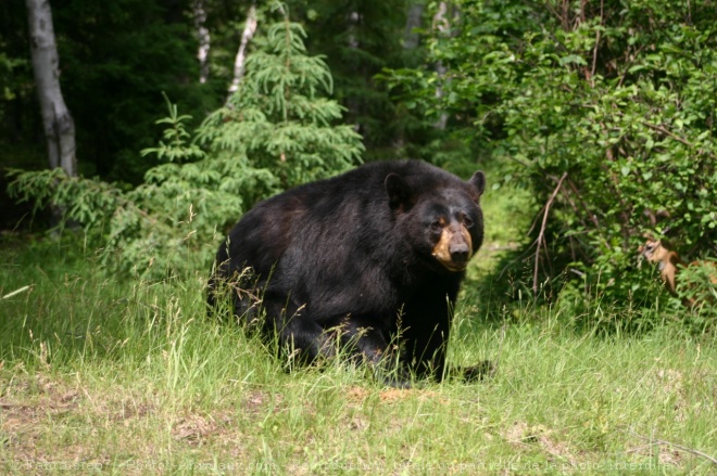 Photo d'Ours