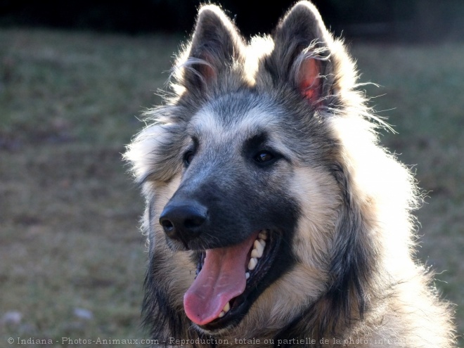 Photo de Berger belge tervueren