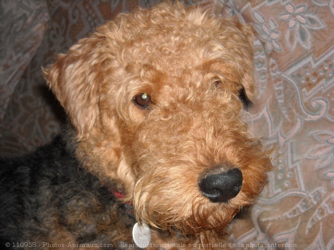 Photo d'Airedale terrier