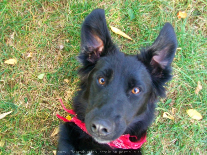 Photo de Border collie