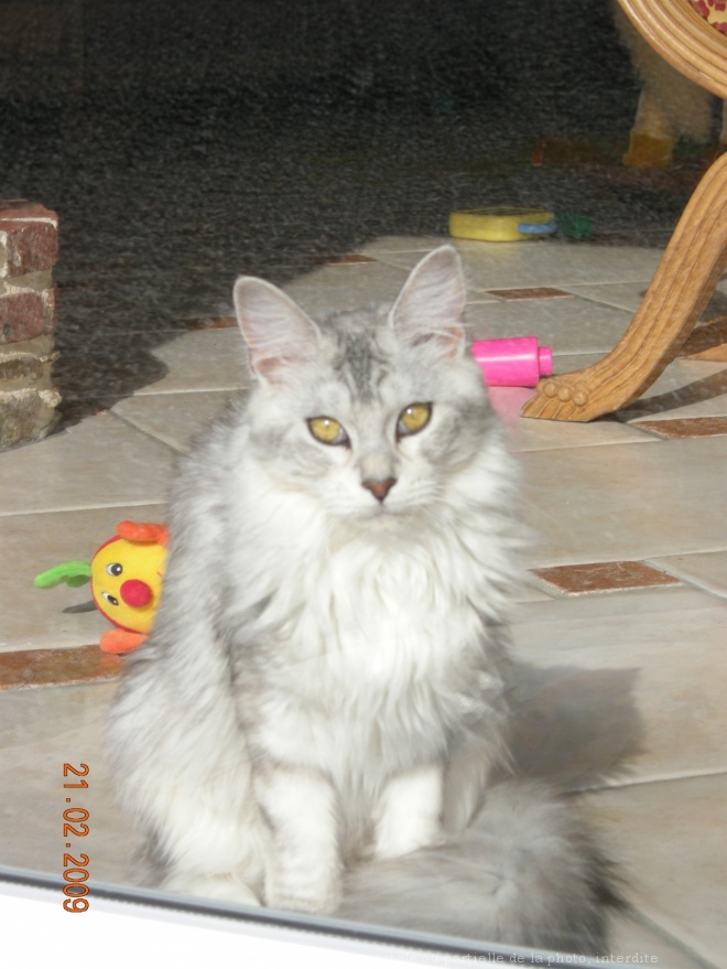 Photo de Maine coon