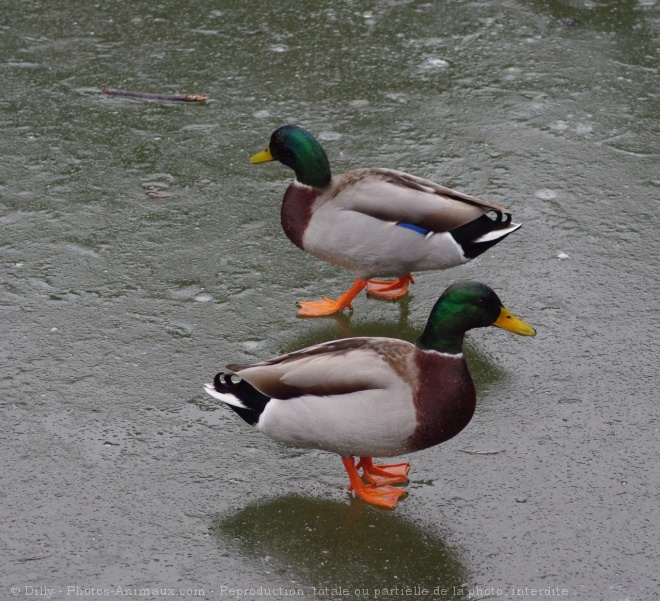 Photo de Canard colvert