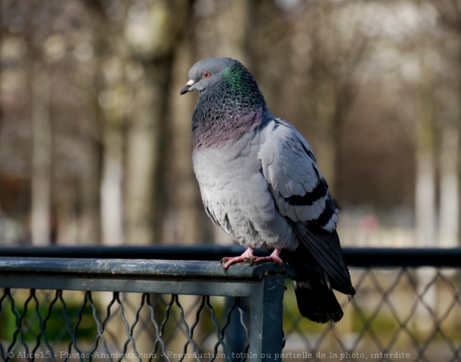 Photo de Pigeon - biset