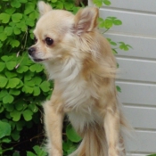 Photo de Chihuahua  poil long