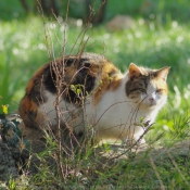 Photo de Chat domestique