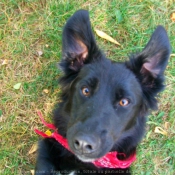 Photo de Border collie