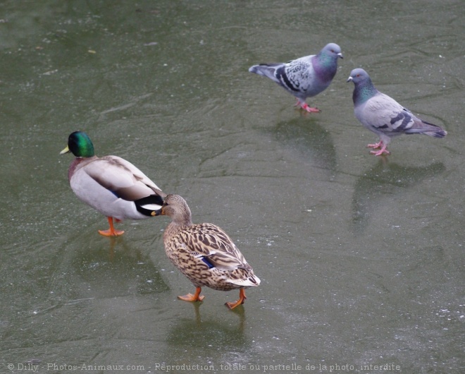 Photo de Races diffrentes