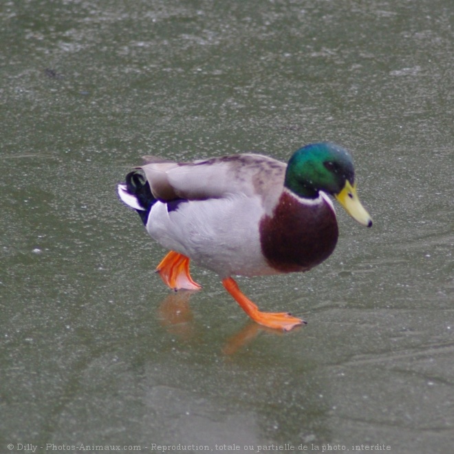 Photo de Canard colvert