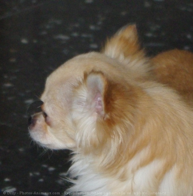 Photo de Chihuahua  poil long