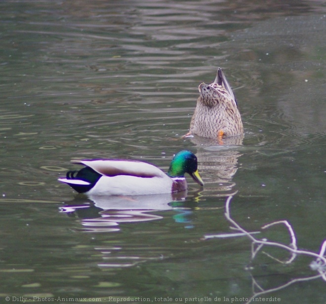 Photo de Canard colvert