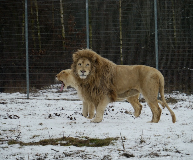 Photo de Lion