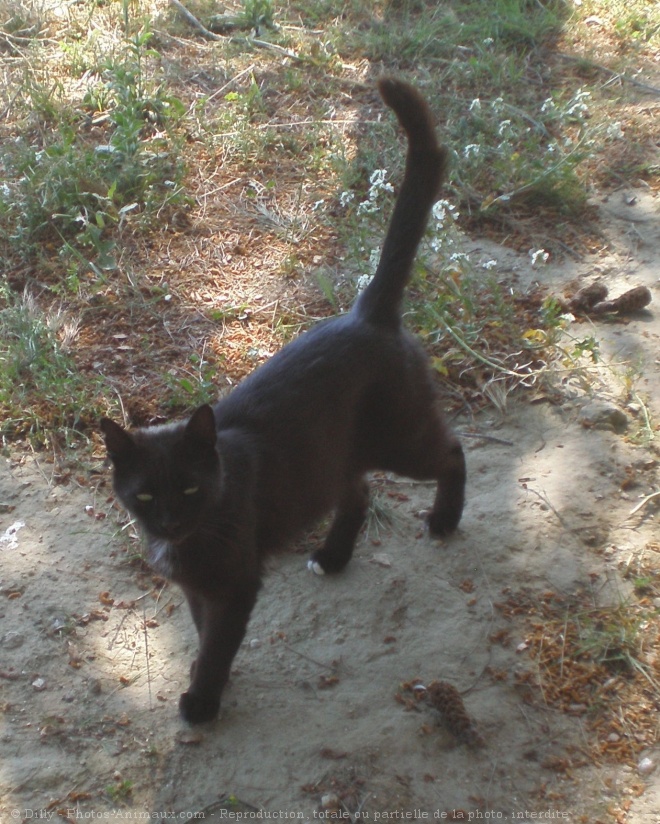 Photo de Chat domestique