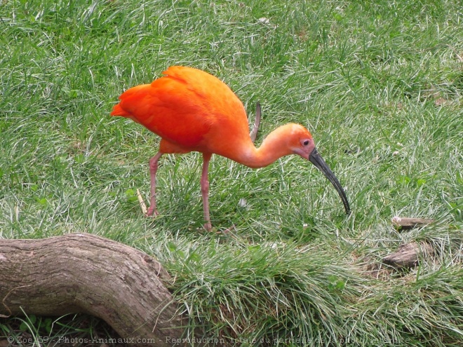 Photo d'Ibis rouge